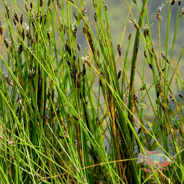 Eleocharis Acicularis | pond plant