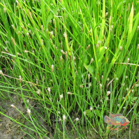 Eleocharis Palustris | planta de estanque