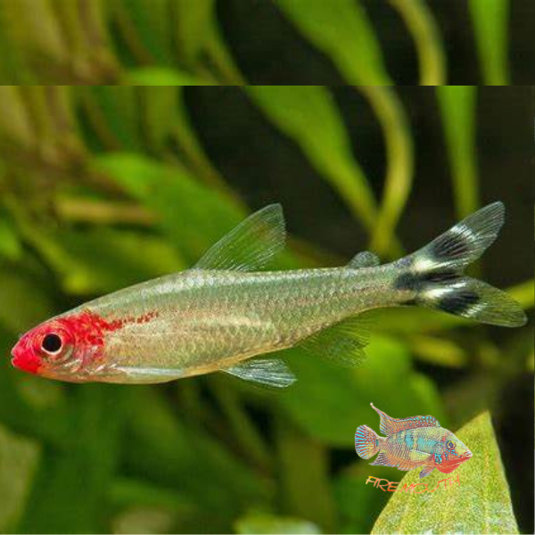 Hemigrammus bleheri | peces de agua dulce