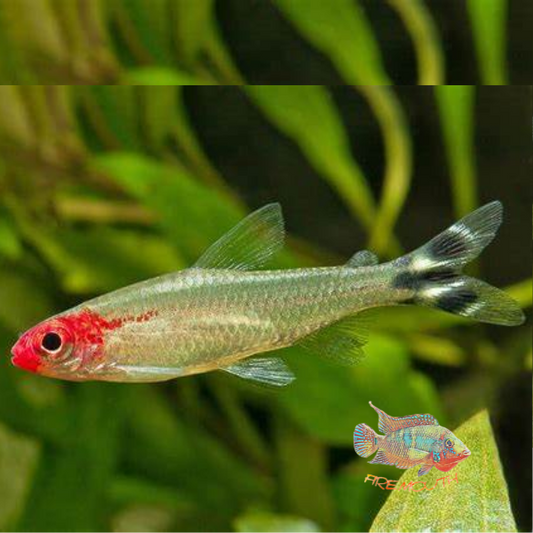 Hemigrammus bleheri | freshwater fish 