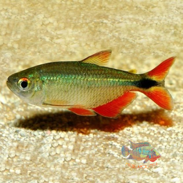 Hemigrammus caudovittatus | peces de agua dulce