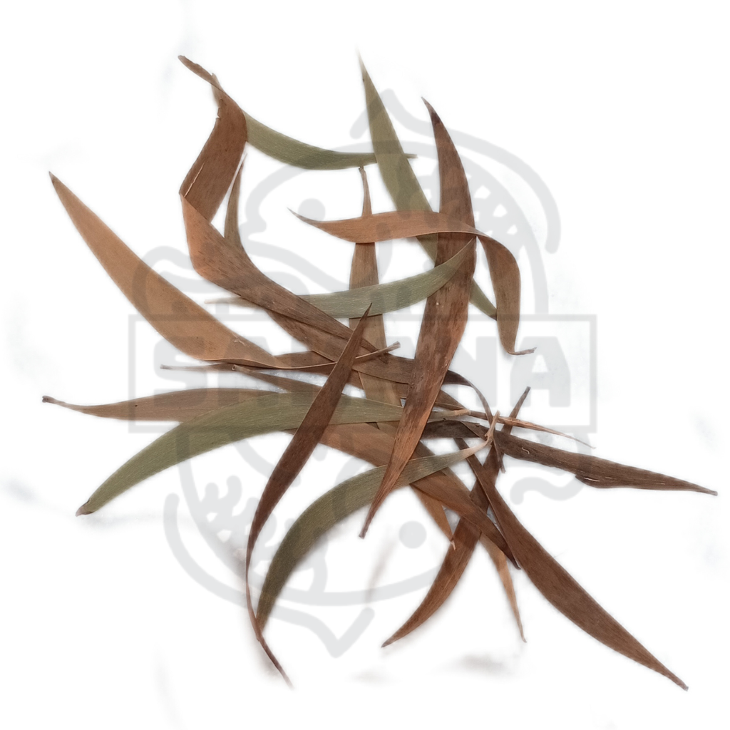 Reed leaves - pack of 50 units