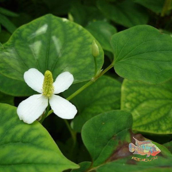 Hottuynia Cordata | pond plant