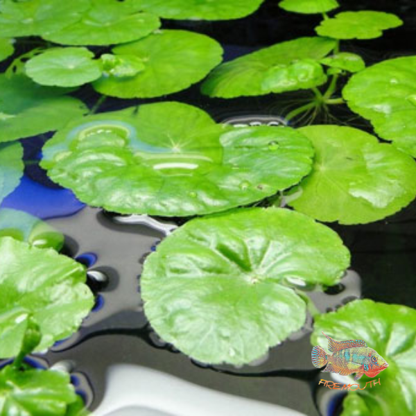 Hydrocotyle Leucocephala | pond plant