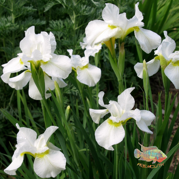 Iris germanica White | pond plants
