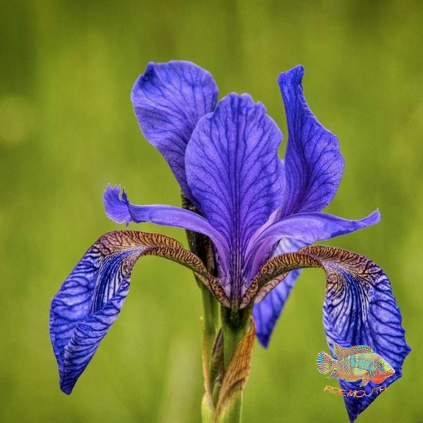 Iris Sibirica | pond plant