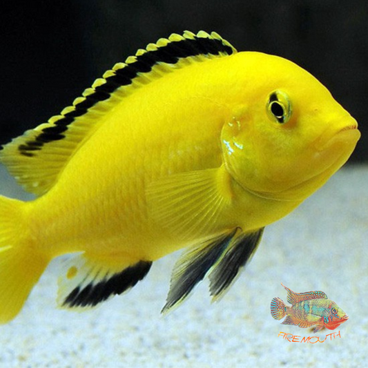 Labidochromis Caeruleus | freshwater fish 