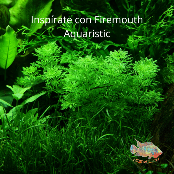 Limnophila sessiliflora | planta para acuario