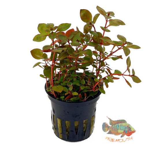 Ludwigia Palustris Red