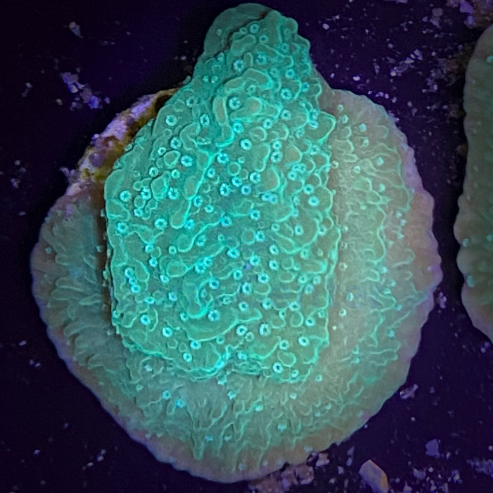 Montipora Capricornis Green Plate - Coral SPS