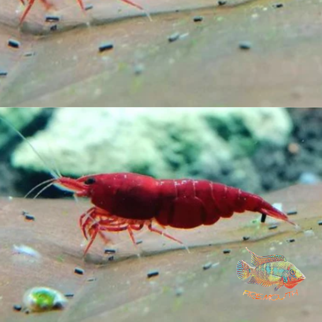 Neocaridina Bloody Mary