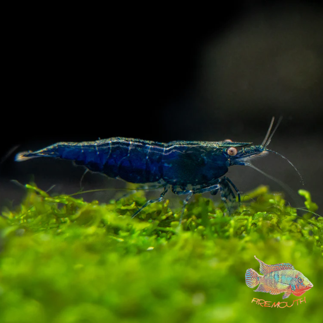 Neocaridina Blue Sapphire