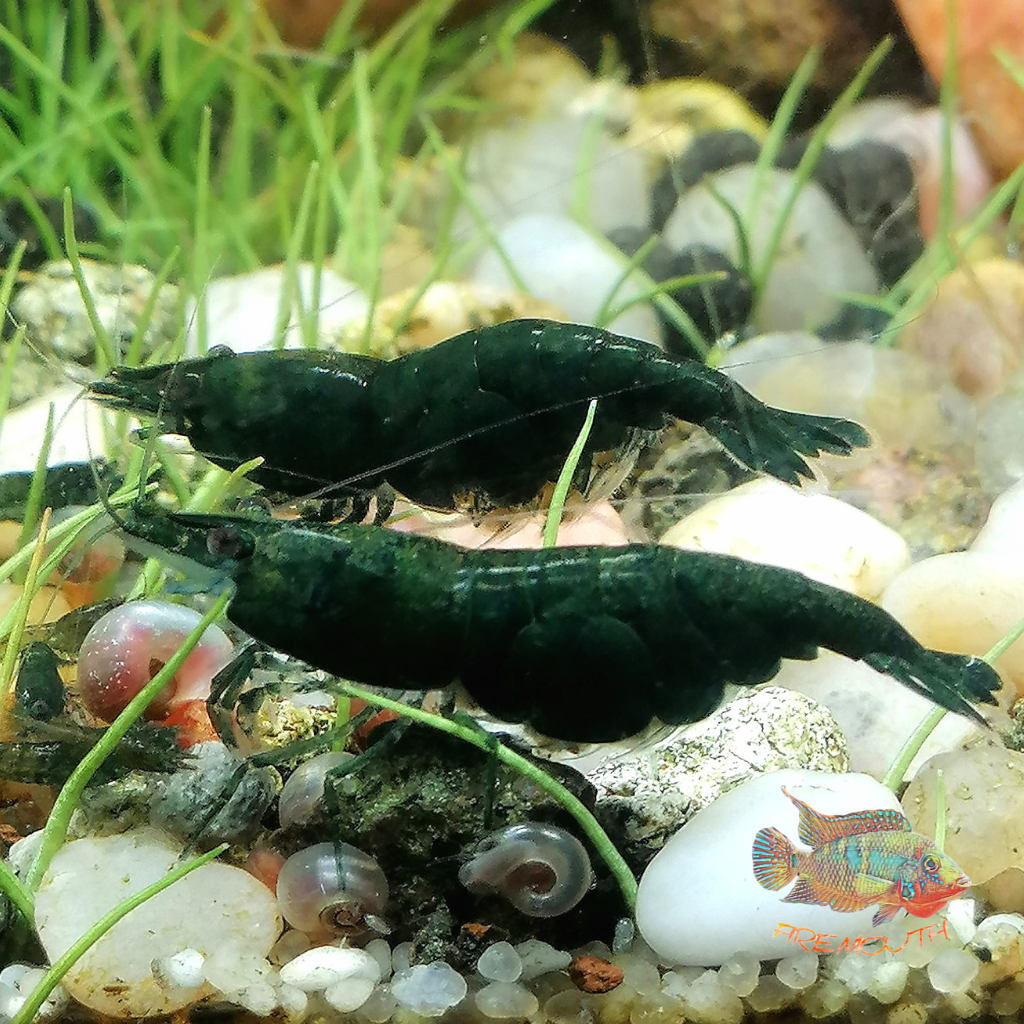 neocaridina-green-jade-firemouthaquaristic