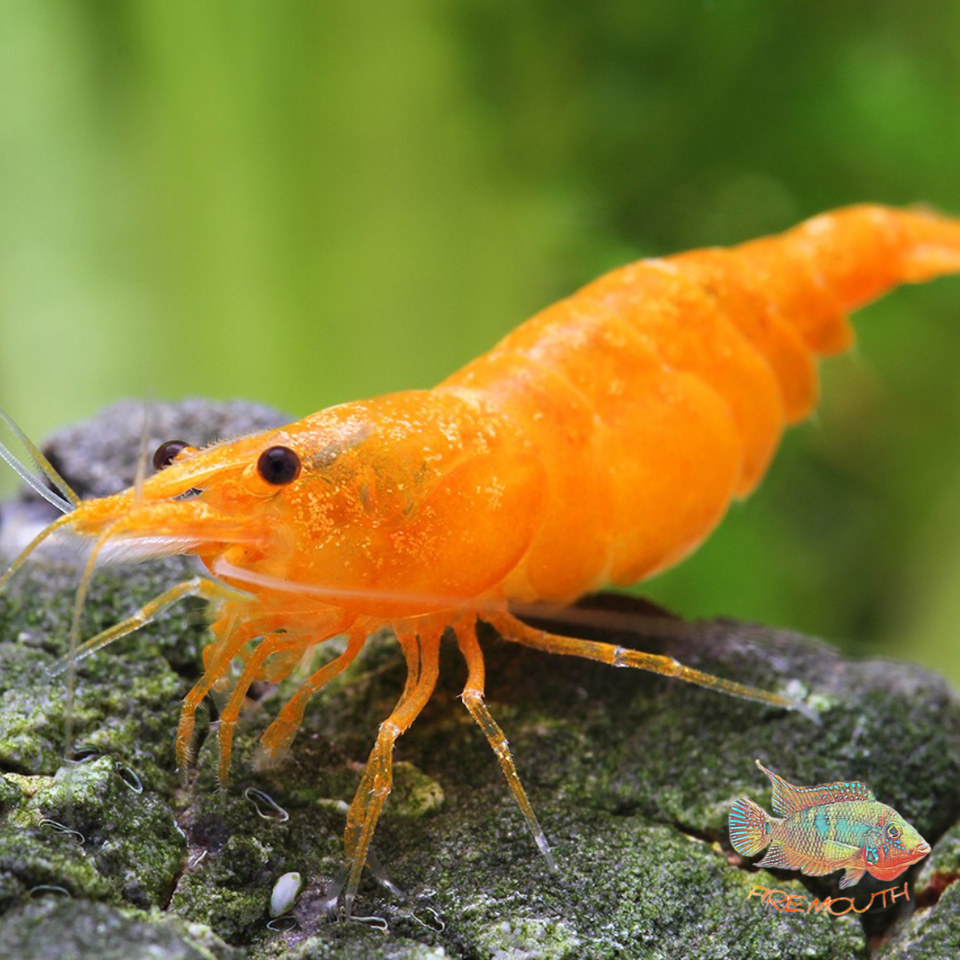 Neocaridina Orange Jelly