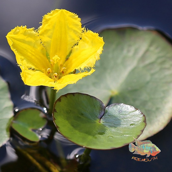 Nymphea Peltata | pond plant