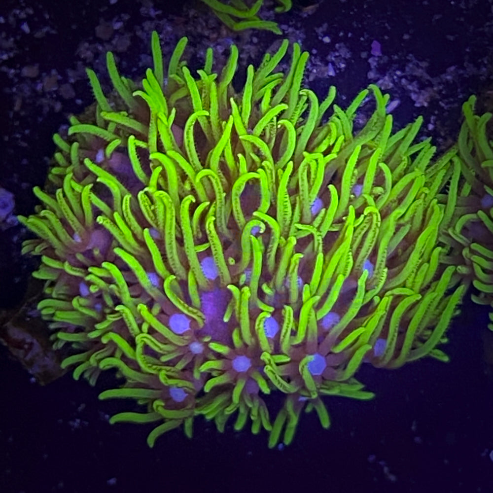 Pachyclavularia violacea Green Grade A - Soft Coral