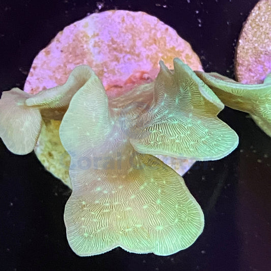 Pavona Cactus - Coral SPS