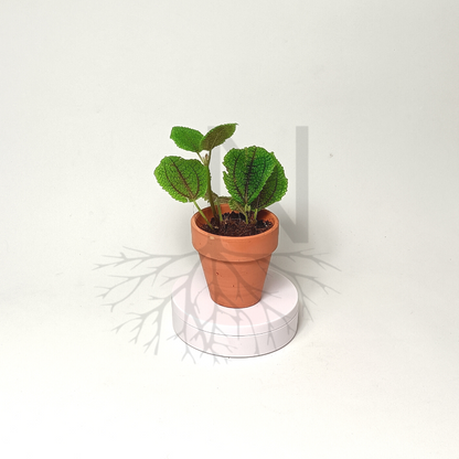 Pilea Moon Valley Mini