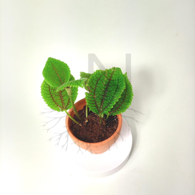 Pilea Moon Valley Mini