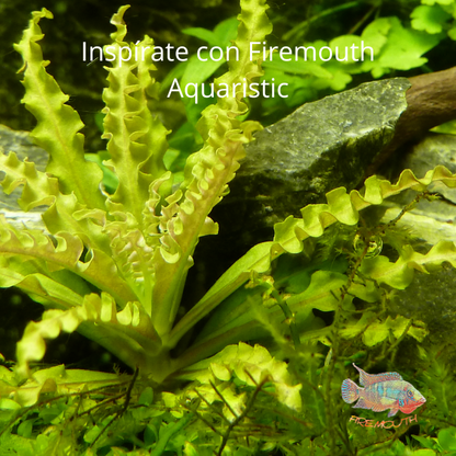Pogostemon helferi | aquarium plant