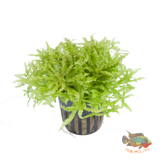 Pogostemon helferi | aquarium plant