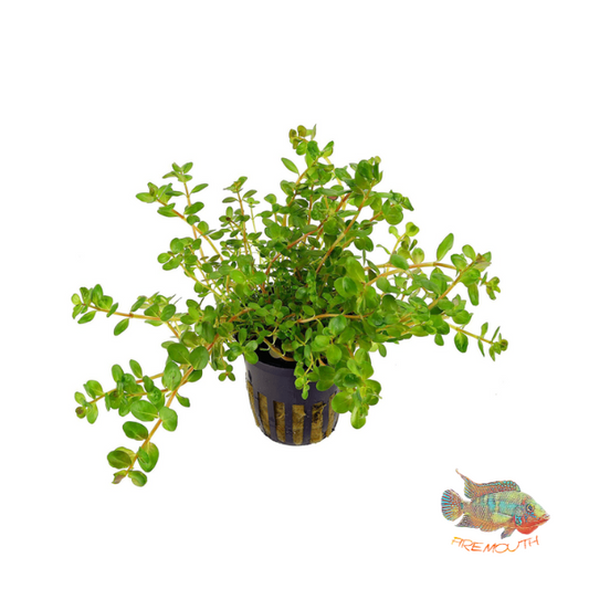 Rotala rotundifolia | aquarium plant